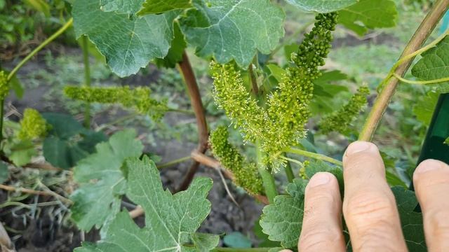 Йоханнитер (Johanniter) – сложный межвидовой гибрид, винный сорт винограда. Фрейбург, Германия смотреть онлайн