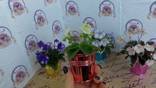 Кашпо-відерця під міні фіалки! смотреть онлайн