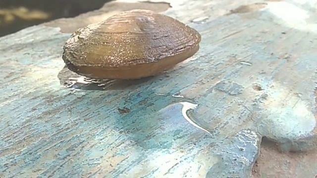 Живая ракушка смотреть онлайн