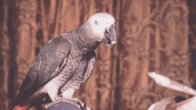 ЧТО попугай ЖАКО любит кушать БОЛЬШЕ всего??Утренний рацион попугая жако?funny animal videos смотреть онлайн