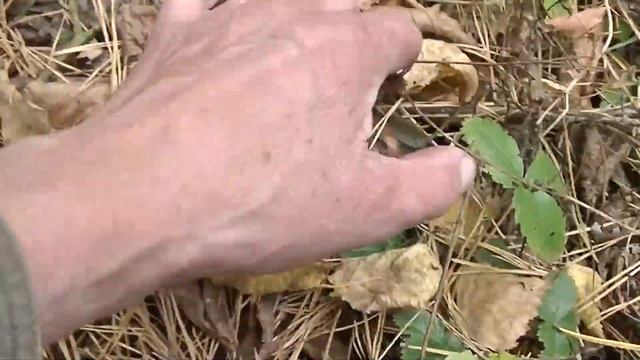 Грибное ассорти.БЕЛЫЕ в наличие. смотреть онлайн