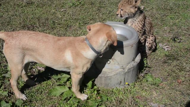 Kumbali and Kago Meet Zoo Visitors смотреть онлайн