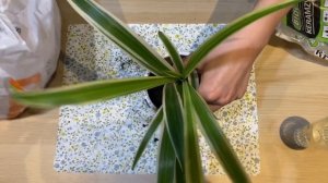 ЦВЕТОЧНЫЙ ВЛОГ || Вредители на сингониуме || Обзор коллекции растений подруги || Душ для растений