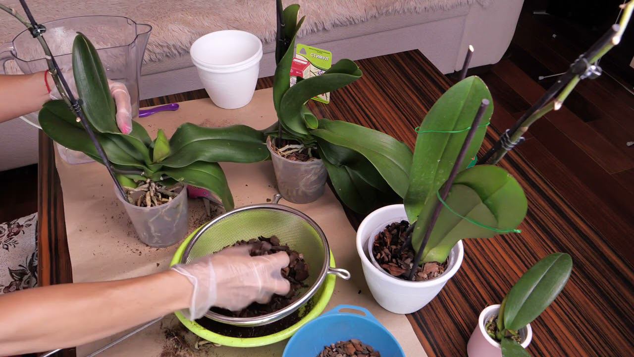 Орхидеи ВОССТАНОВИТЬ - НОЛЬ стресса, ЭФФЕКТ будет БЫСТРЫМ. смотреть онлайн