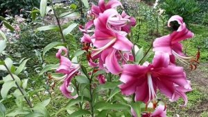 Лилии гиганты-ОТ-гибриды, цветущие в Подмосковье.