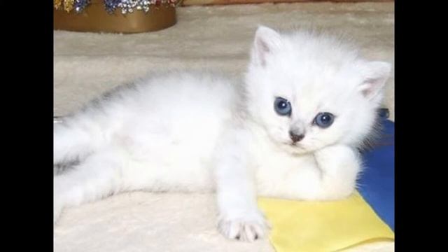 фотки котят самых милых смотреть онлайн