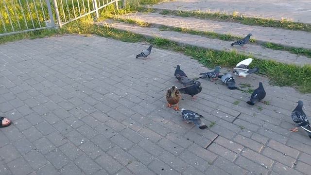 А я хочу а я хочу опять, по крышам бегать голубей гонять смотреть онлайн