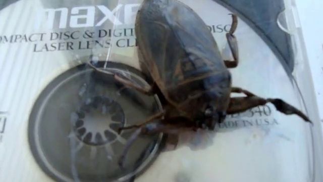 Giant Water Bug Attacks !!! смотреть онлайн