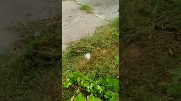 Code Compliance Violation- Front Yard Makeover - Part 2 :string trimmer