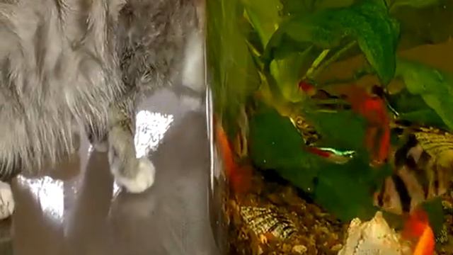 Сюжет о HelpMe и приюте "Добрые руки" смотреть онлайн