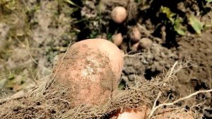 Картофель сорта Кумач. Сентябрь 2022 год. Нижегородская область.