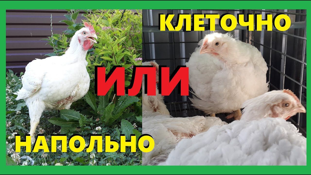 Как содержать бройлера? Наш выбор. смотреть онлайн