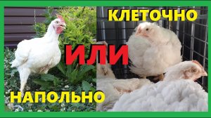 Как содержать бройлера? Наш выбор.