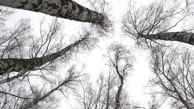 Н.В. Гоголь - "Мертвые Души" Отрывок. Читает - Тарас Гусаров смотреть онлайн