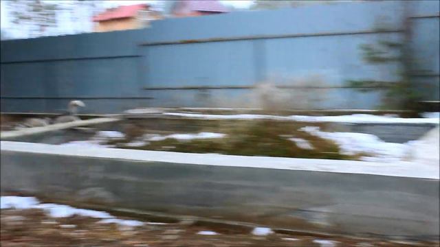 Щенки Аляскинского маламута смотреть онлайн