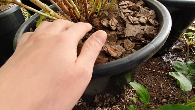 Гортензия крупнолистная. Где зимуют мои гортензии в горшках. смотреть онлайн