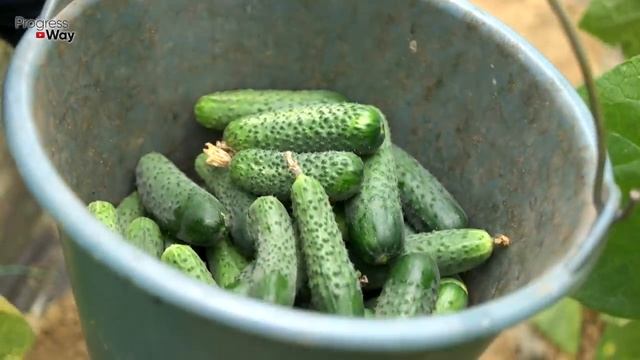 ОГУРЦЫ НА ГЛАЗАХ НАРАСТАЮТ ПУЧКАМИ! Полейте огурцы этим смотреть онлайн