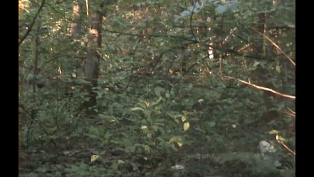 Отголосился . Амур вл. Ксенофонтов Н.В. возраст 4 месяца смотреть онлайн