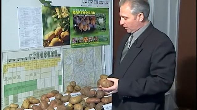 Сорта картофеля, часть 2. смотреть онлайн
