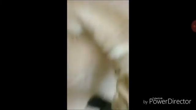 Бешеная собака охотится за нами смотреть онлайн