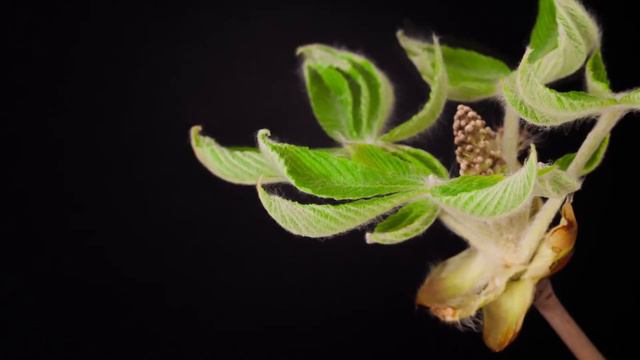 The buds bloom timelapse. Spring 2017. смотреть онлайн