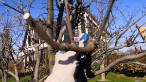 Обрезка церциса (багрянника) ноябрь