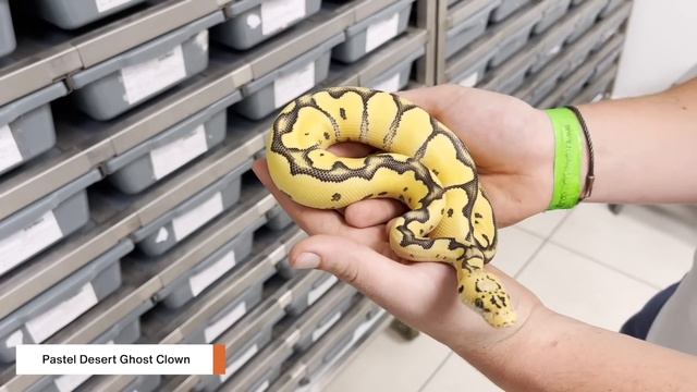 Best Ball Python Collection in the Southern Hemisphere?! | #Hetflix 157 смотреть онлайн