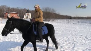 Конные прогулки для начинающих