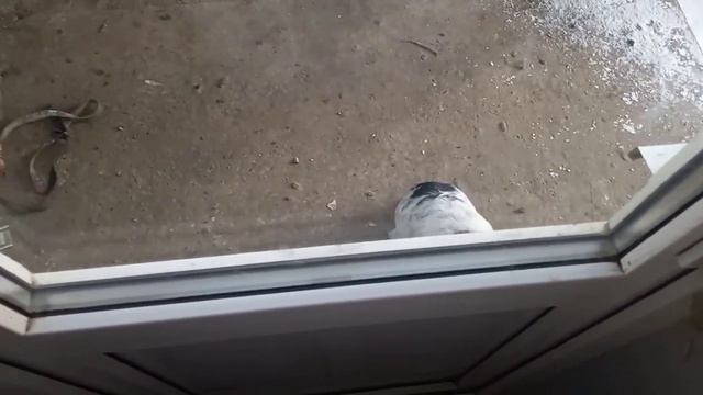 ураа и к нам пришла зима смотреть онлайн