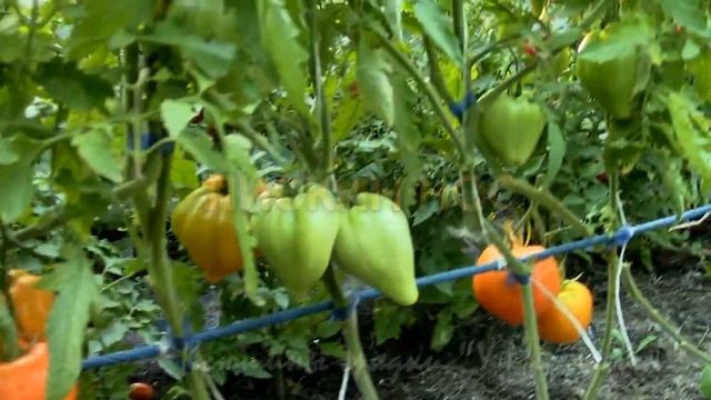 На дворе Август. Созревание ОБЗОР. смотреть онлайн