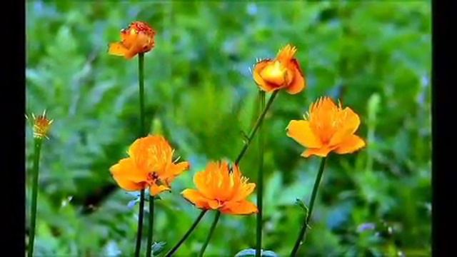 Mi film Полевые цветы смотреть онлайн