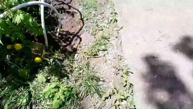 Клумба у 5эт.дома . смотреть онлайн