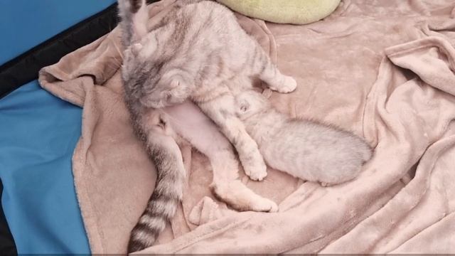 Мама кошка кормит котёнка и пока он спокойный - моет его смотреть онлайн