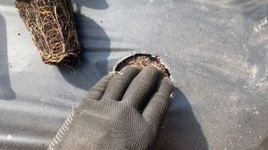 КЛУБНИКА МУРАНО. ПОСАДКА 12.09.21