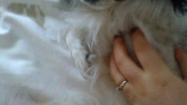 Японский Хин по кличке Маруся смотреть онлайн