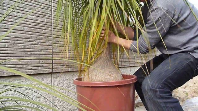 How to repot Beaucarnea recurvata (6/8) Spring 2011 смотреть онлайн