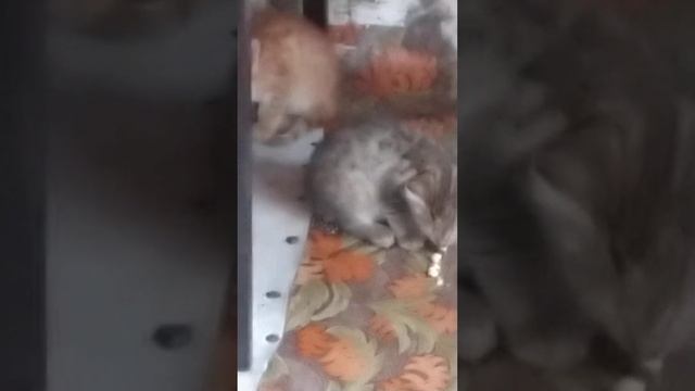 Утро после дождика смотреть онлайн