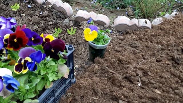 ОДНА ЛОЖКА УДОБРЕНИЯ и Ваша клумба ЗАСИЯЕТ красотой смотреть онлайн