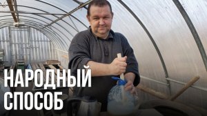Обработка смородины ранней весной | народный способ | хозяйственное мыло (эксперимент)