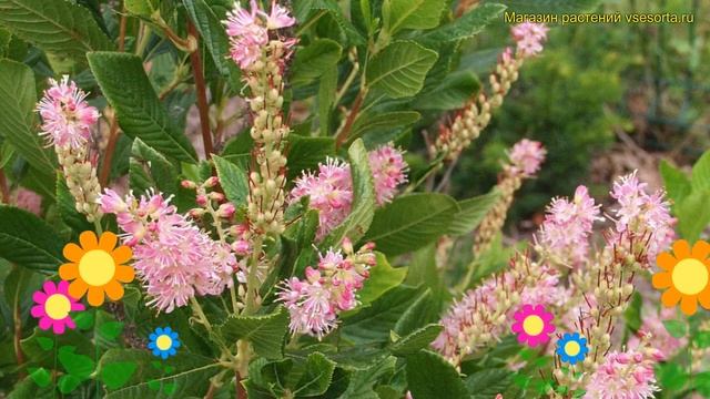 Клетра ольхолистная Пинк спайр. Краткий обзор, описание характеристик clethra alnifolia pink spire смотреть онлайн