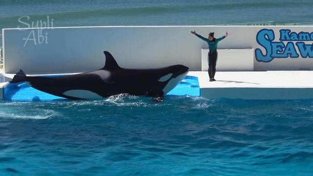 Kamogawa Sea World Orcinus Orca Performance 【4K】 смотреть онлайн
