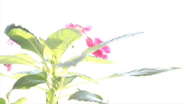 Уроки фотографии. Работа со вспышкой. Часть 2. смотреть онлайн