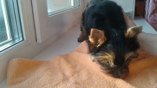 Как ухаживать за 