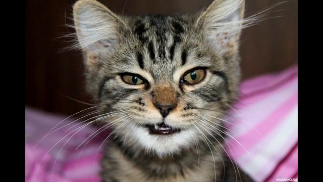 РУССКОЛЛЕКТОР мечтатель смотреть онлайн