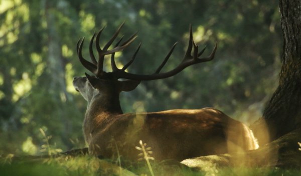 Дедал-НВ. Записки охотника. Лето