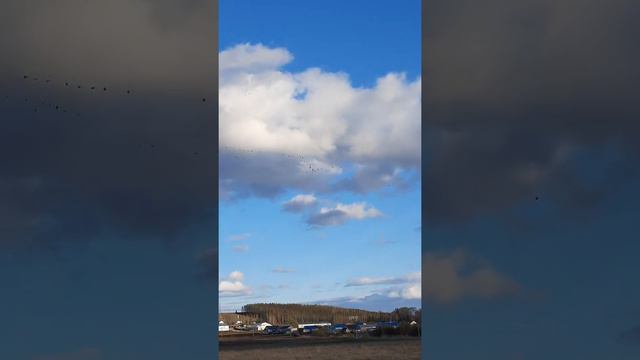 Дикие Гуси смотреть онлайн
