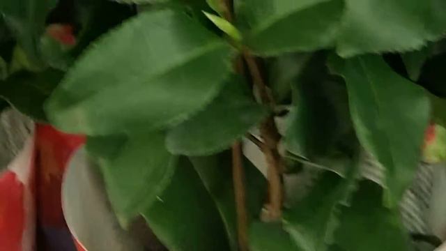 Camellia japonica mix смотреть онлайн