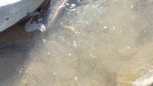 Ловля краба по грузински.