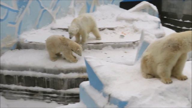 Герда и Шайна на айсберге 30.12.2020 смотреть онлайн