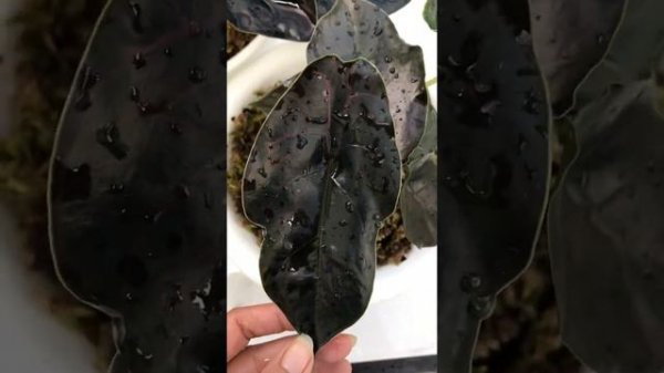 Alocasia Azlanii vs Alocasia Infernalis